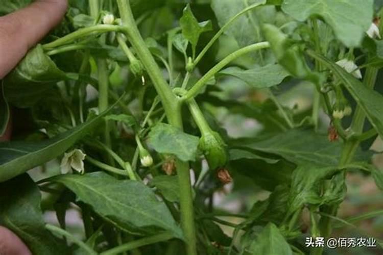 苦瓜黄叶是什么病