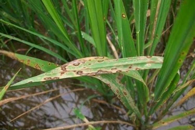 大蒜已抽苔打芸苔素能打吗？