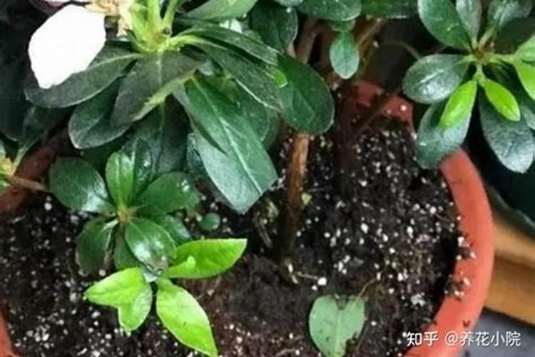 水溶肥中的钾肥是什么原料