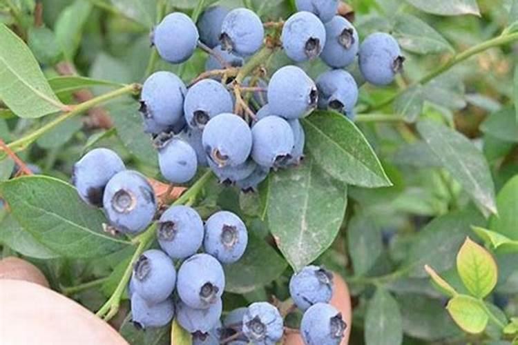 有机肥含磷高是什么肥料