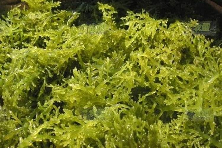 水溶肥含什么成分