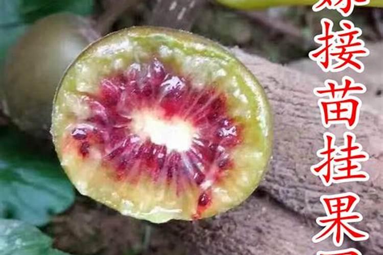 水溶肥十大名牌摩力水溶肥效果极好