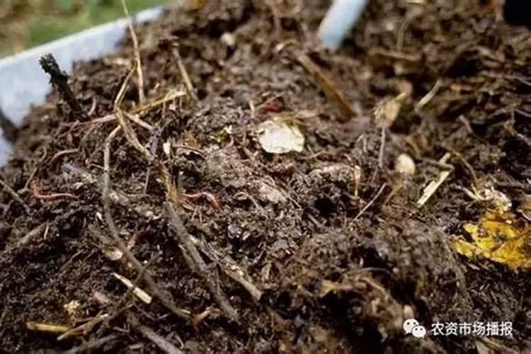 淘米水啤酒水,找点“蚯蚓粪”,浇啥都旺