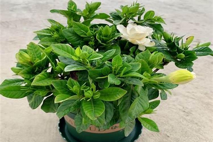 农民今年小麦价格