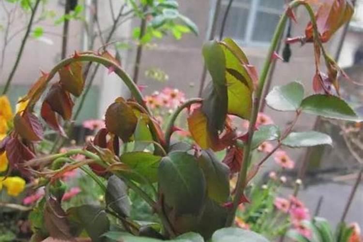 三角梅怎么施肥