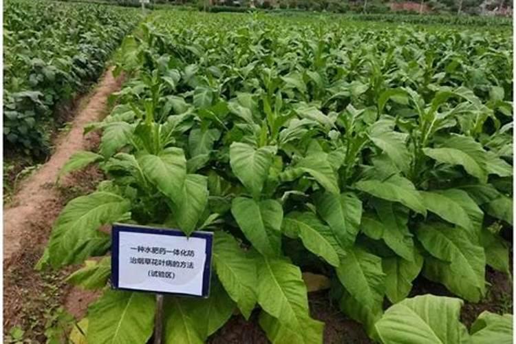 大蒜生根肥料用哪种的效果好？矿源黄腐酸钾含腐殖酸水溶肥？