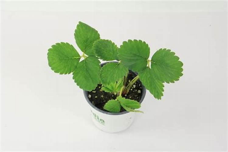 白术7月份要追肥吗