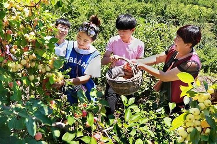 莱阳梨什么时候成熟 2024年正宗莱阳梨多少钱一斤