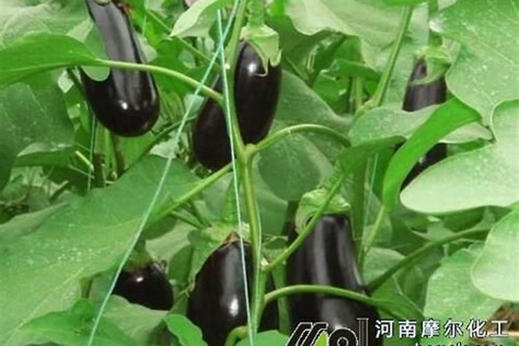 硅肥叶喷有触进茄子木质化功能吗？请专家指教。