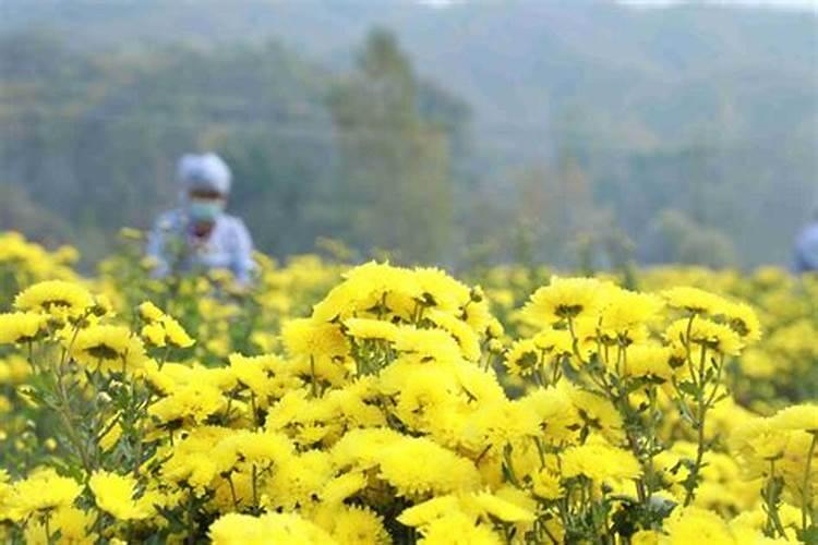 茶花施什么肥最好茶花施什么肥
