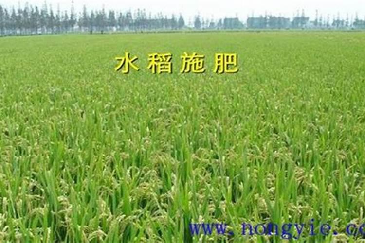 怎么种植水稻产量高 什么时候施钾肥效果好