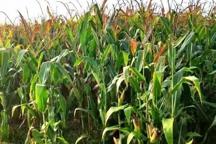 玉米底肥一次性施肥 氮磷钾 各用多少？