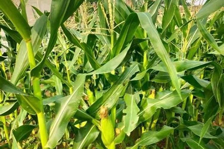 常用锌肥有哪些施用方法