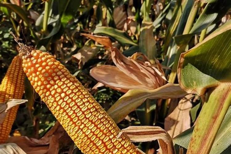 王米施锌肥什么锌肥好