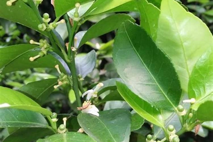 棉花缺锌要怎样施用锌肥改善？