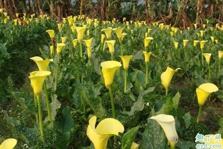 百香果开花时可以浇水施肥吗？