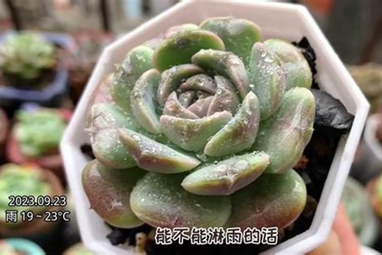 多肉施肥的最佳时间是什么时候施肥的方法有哪些