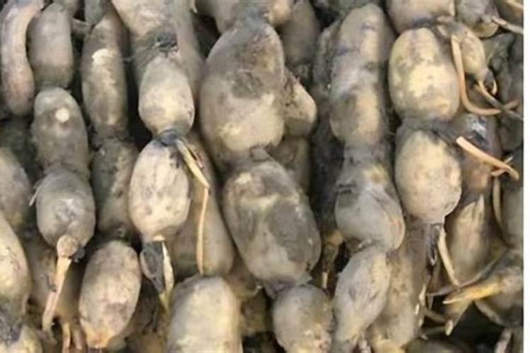 请问农村哪一种芹菜好种一点？