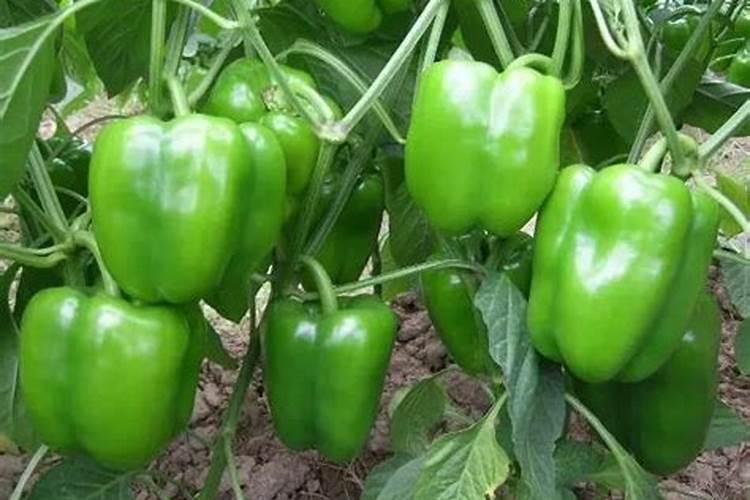 玉米怎样施氮肥才高产