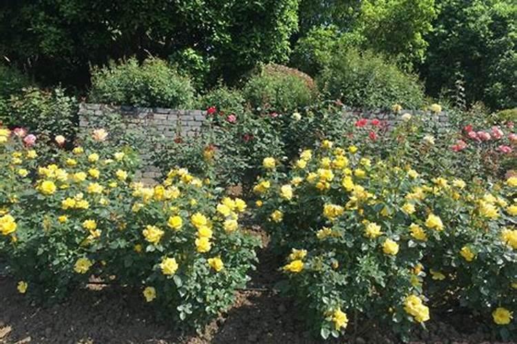 年产5万吨的有机肥生产设备大约多少钱