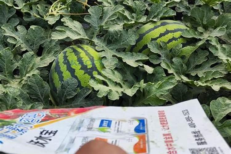 葡萄小苗用什么肥长得快