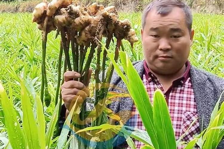 荔枝树每年施肥时间