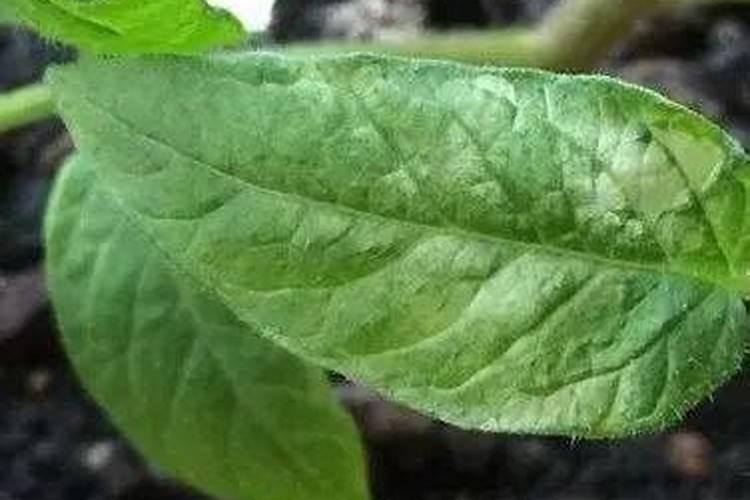 下雨天能种植蔬菜吗？