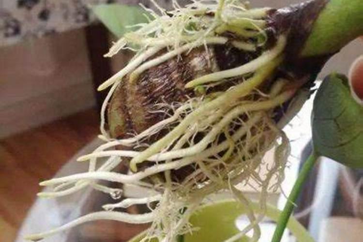 寒温带针叶林植被用途