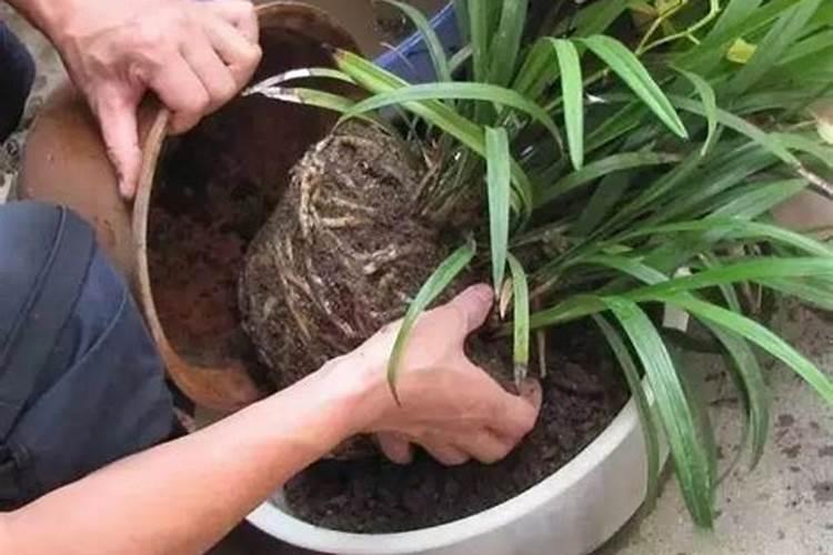 荔枝什么时候施肥 荔枝最佳的施肥时间