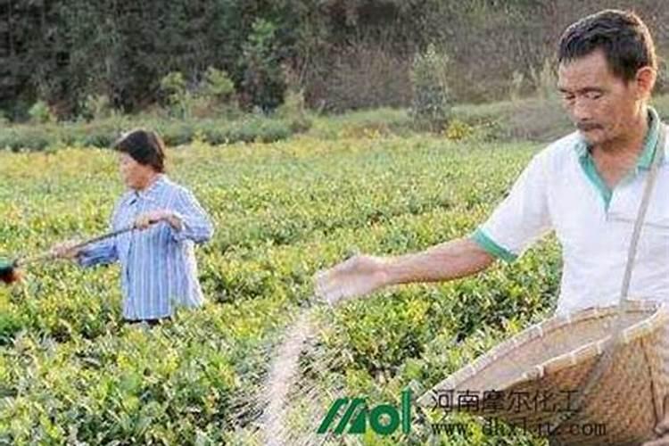 草坪可以施肥尿素吗