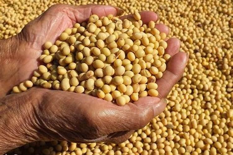 鱼蛋白类肥料你选对了吗？