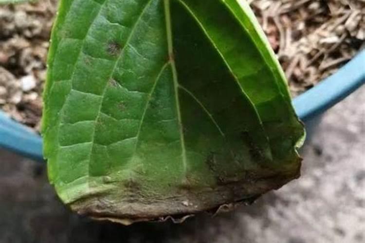 草坪怎么施肥,用量是多少,一年施几次肥？