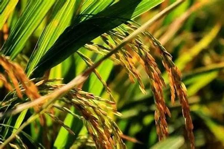 硫酸钾肥料适合种什么