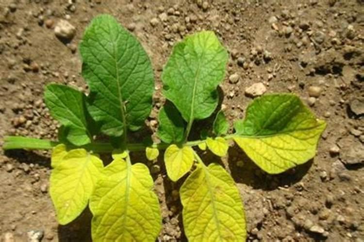 如何科学施用钾肥？