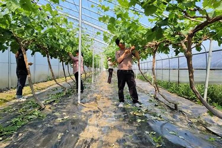 葡萄上色最快用什么药