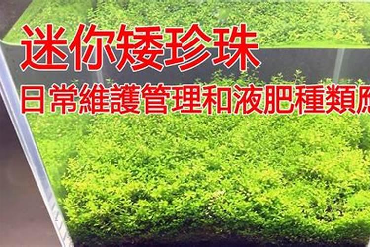 草莓补钙应该注意哪些问题？忽视钙肥弥补挥导致生理病害发生