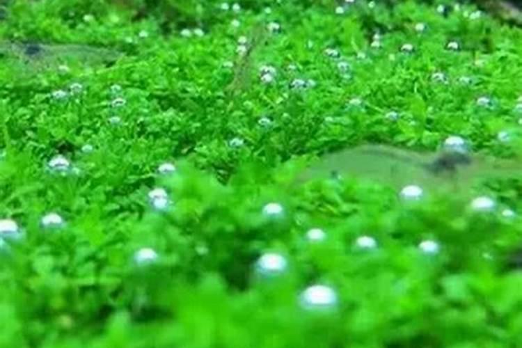 矮珍珠种子的种植方法