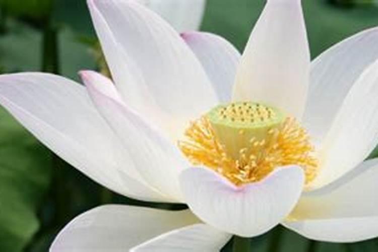 莴笋漂浮育苗的正确方法及步骤详解