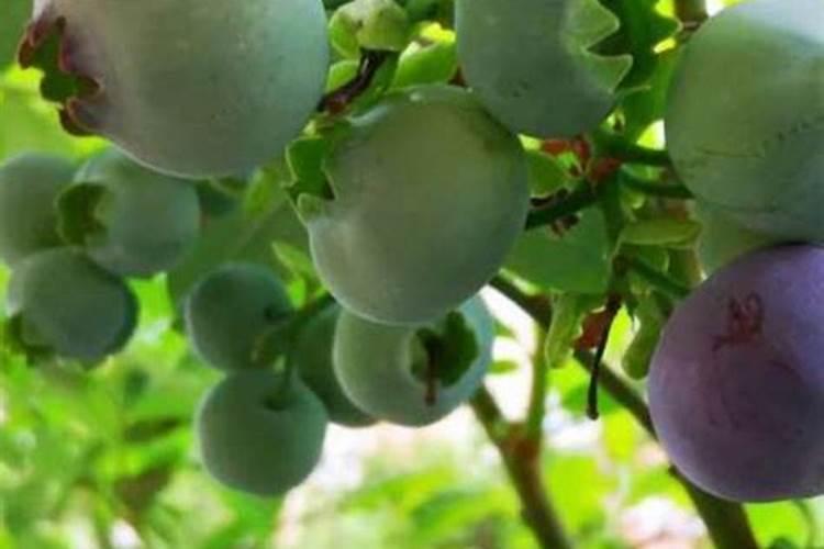 种蓝莓专用肥料,附蓝莓的种植方法