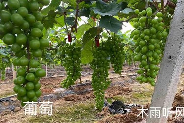 葡萄挂果后如何施肥 葡萄怎么施肥