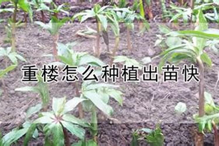 厚武小苹果水溶肥是杂牌子吗知乎