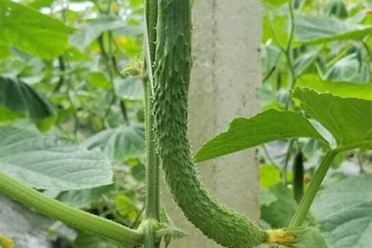 君子兰一般用什么肥比较好 君子兰肥料选择