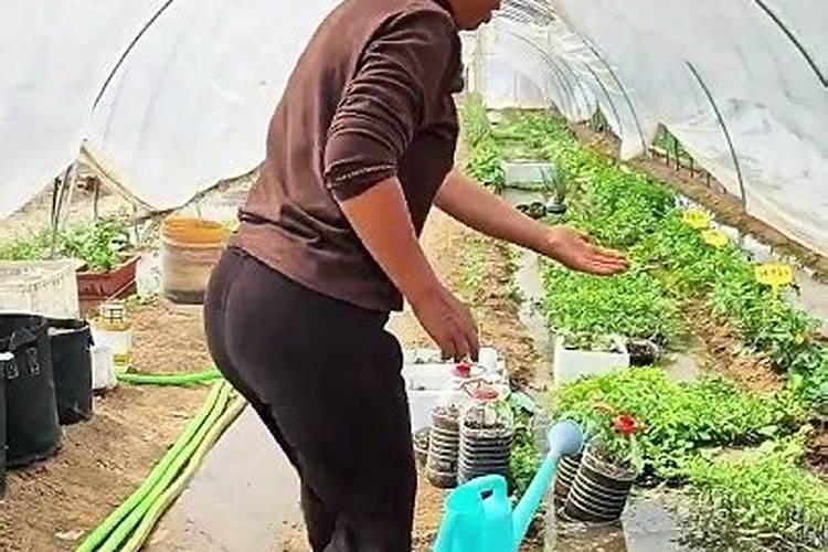 磷肥是什么粉状