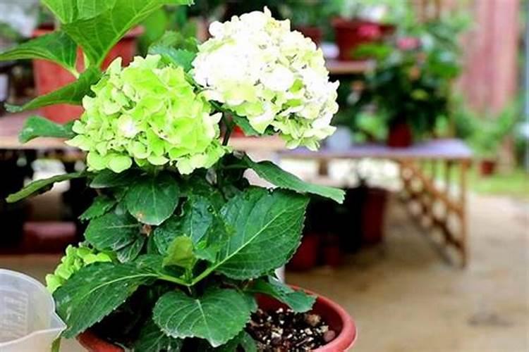 绣球花开花期间怎么施肥