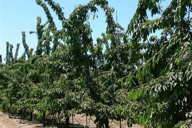 小麦病虫害各季节防治