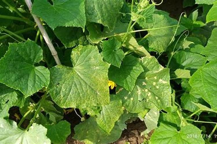 大面积的种植蔬菜,怎样给蔬菜补钙最节约成本？