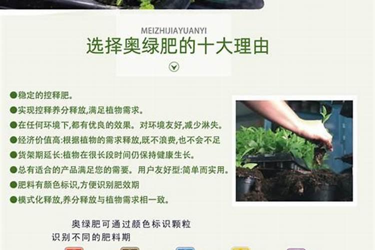 夏季怎么养杜鹃花避免肥害还板结