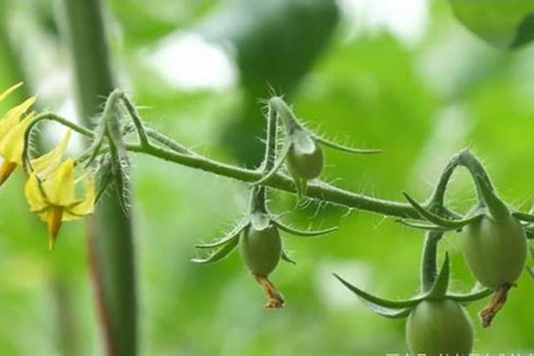 杜鹃花复合肥上多了烧根怎么办？