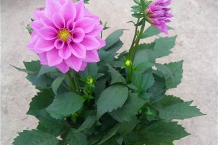 变叶木的扦插繁殖