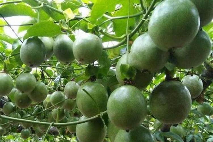 磷肥在土壤中保持多久肥效